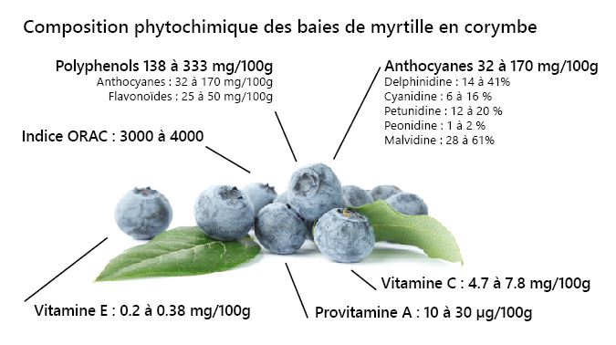 composition phytochimique bluet